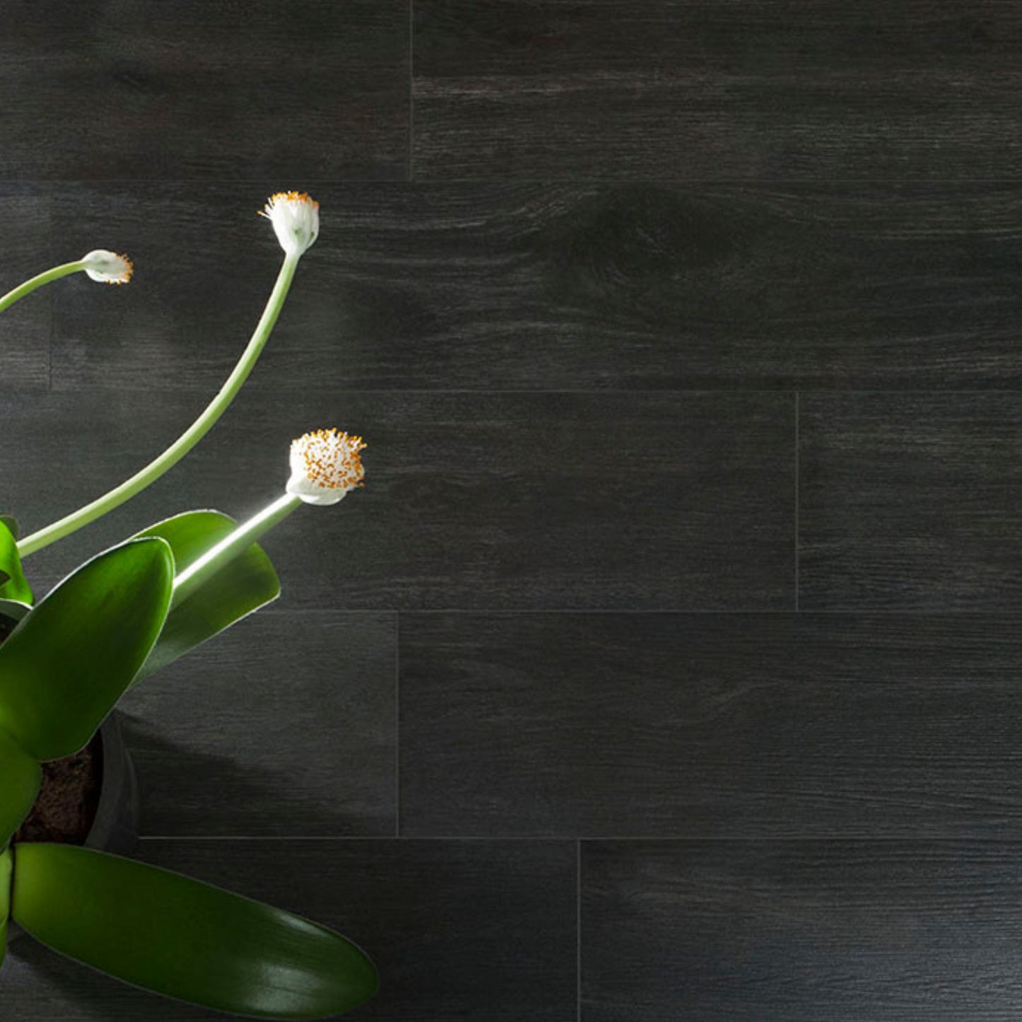 Hardwood Nero Semi Polished 1200x200 Lifestyle Image